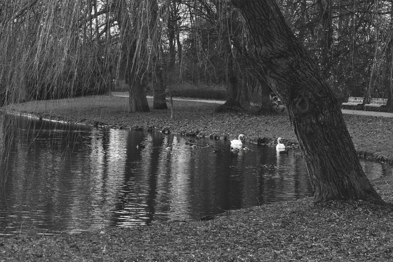 swans pond wro bw 4.jpg