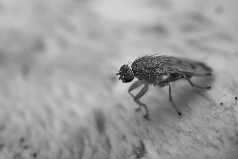 fly mushroom macro bw.jpg