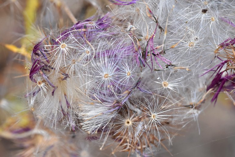 thistle fluffy seed pods 5.jpg