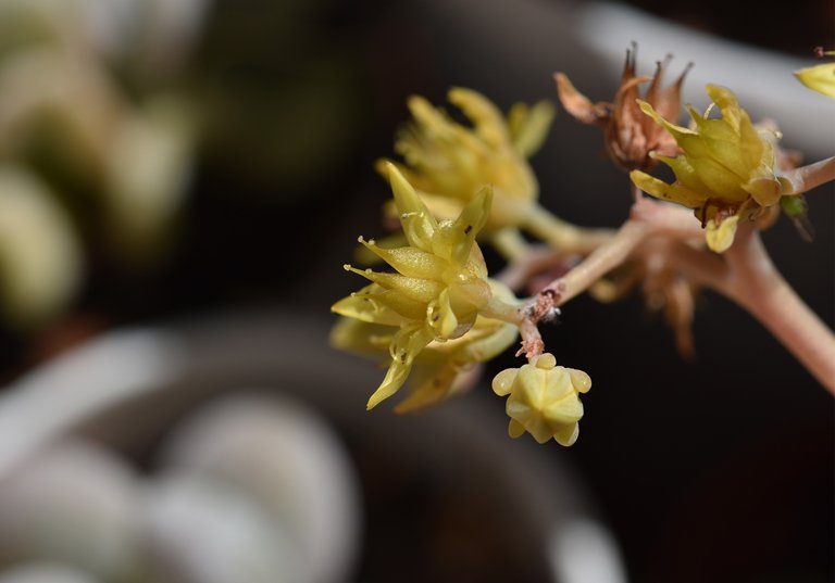 Sedum no ID flower 2.jpg