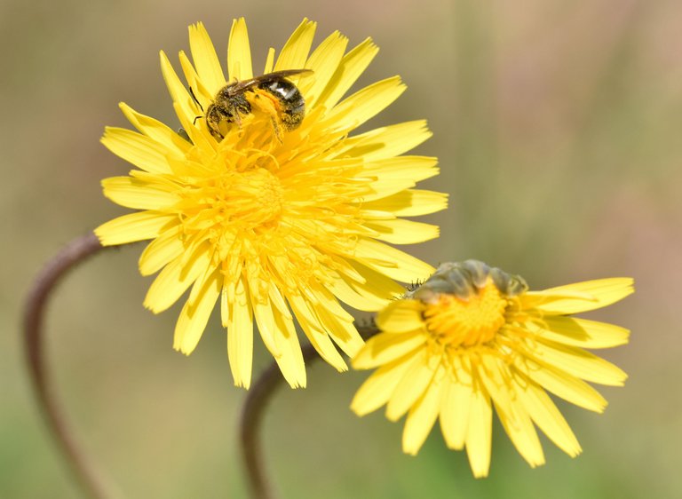 Bee dandelion pollen 3.jpg