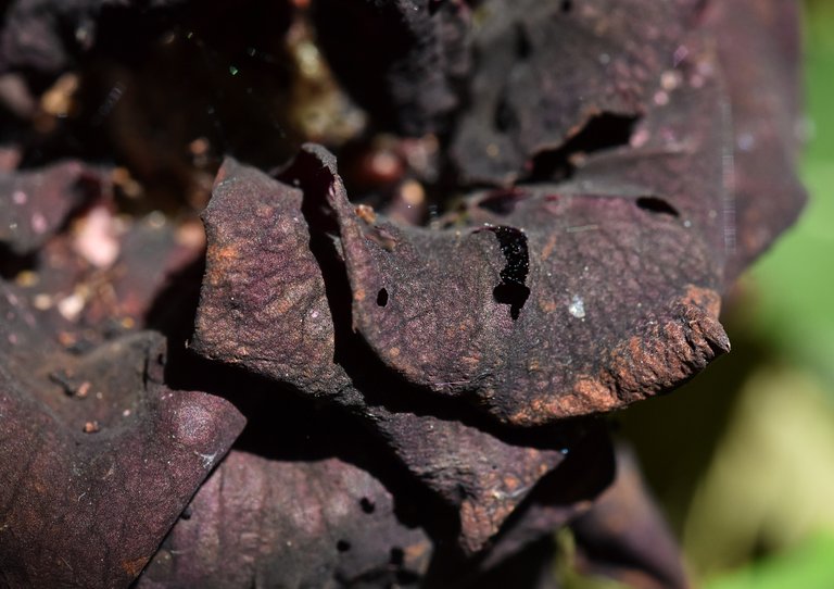 Rose Budworms damage 5.jpg