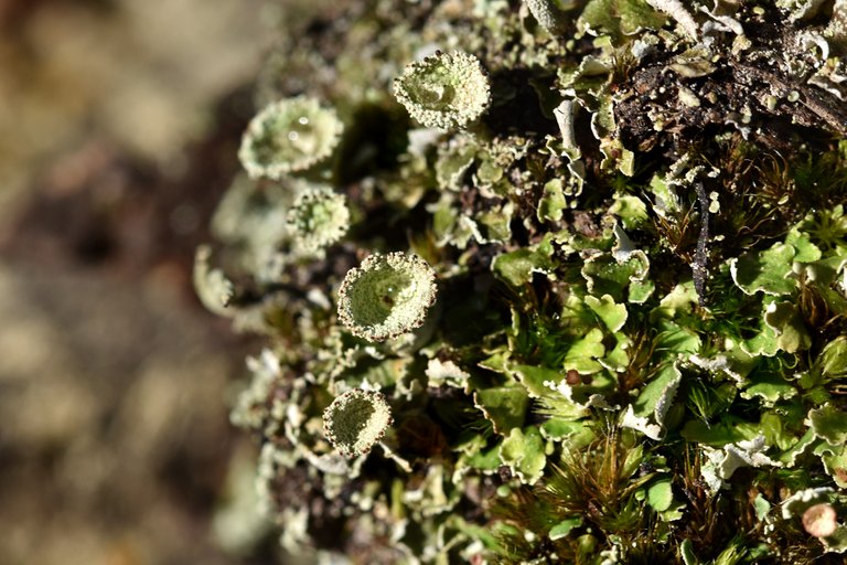 Cladonia pyxidata lichen cups  4.jpg