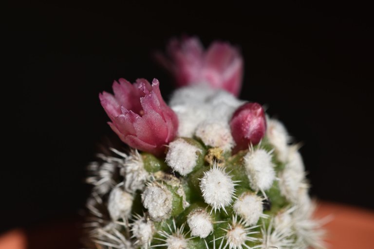 Mammillaria Gracilis Snowcap 2021 flower 2.jpg