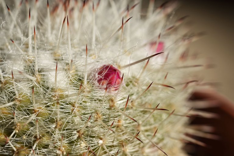 mammilaria no id buds 2.jpg