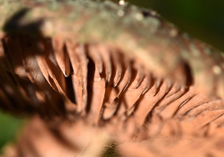brown mushroom gills 3.jpg
