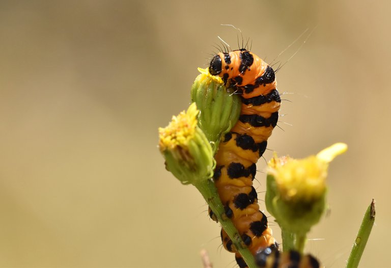 Cinnabar moth caterpillar 1.jpg