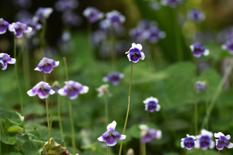 Viola hederacea violet 9.jpg