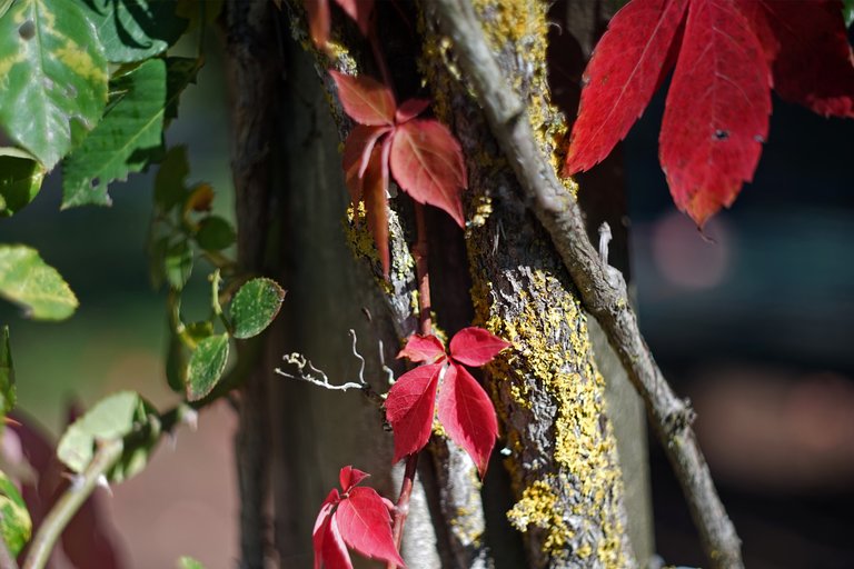 autumn red leaves park 6.jpg