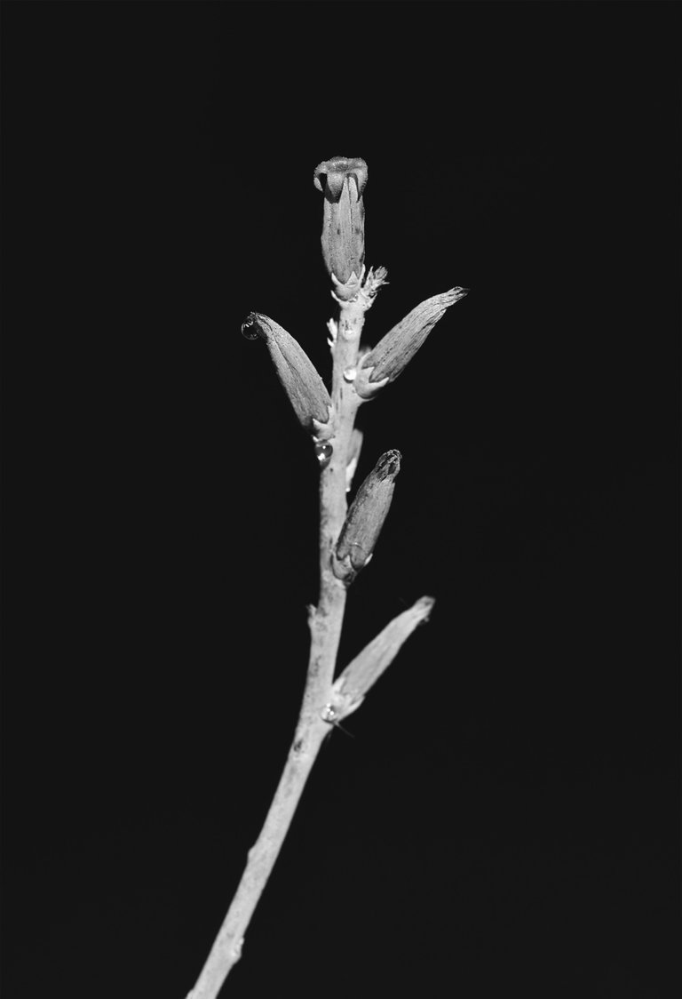 Adromischus festivus flowers bw 3.jpg