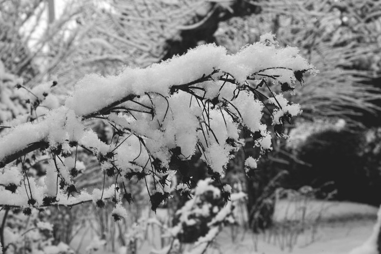 winter snow garden bw 2.jpg