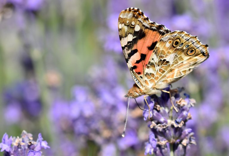 Painted Lady butterfly lavender 1.jpg
