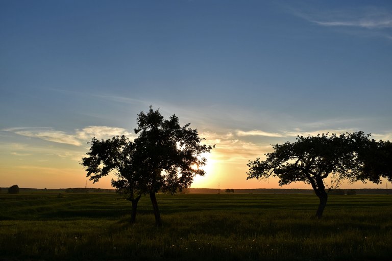 sunset tory trees 4.jpg