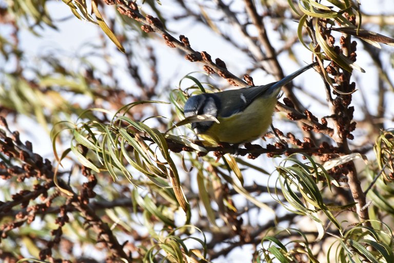 blue tit sea buckthorn tree 7.jpg