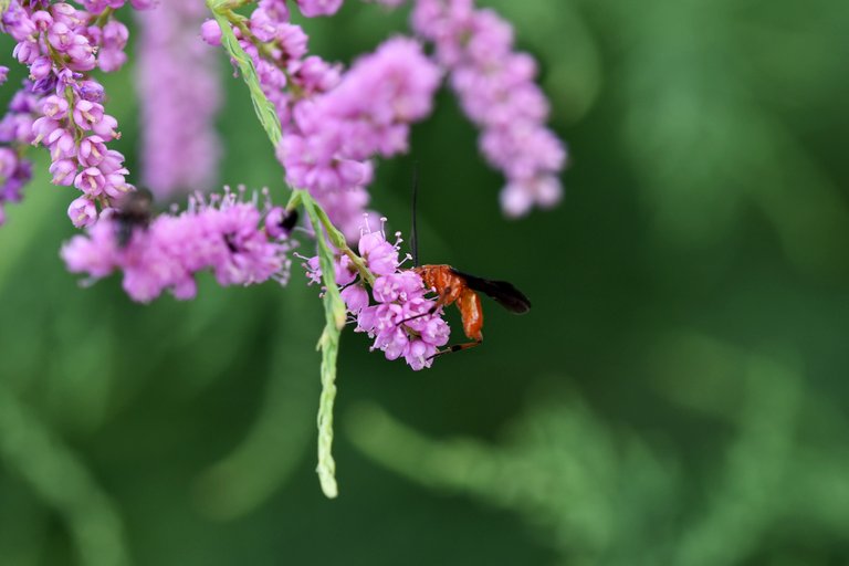 Tamarisk pink flowers 6.jpg