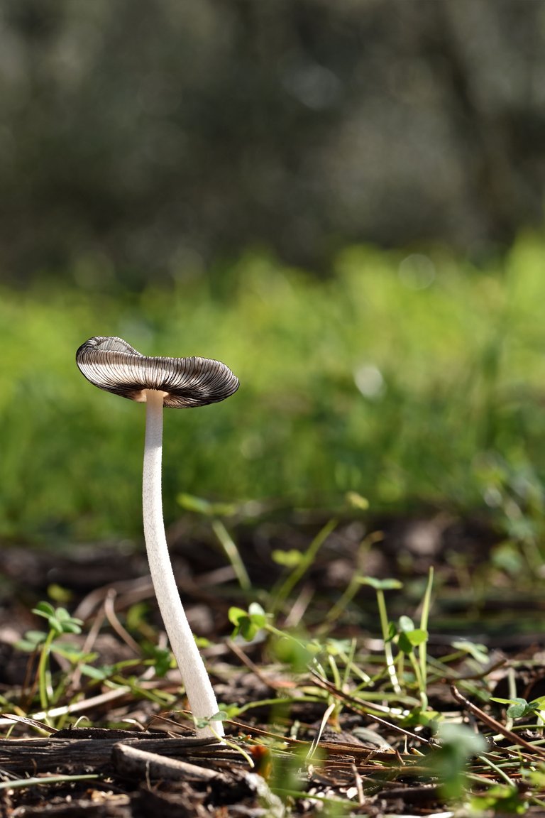 Coprinus lagopus ink mushrooms 1.jpg