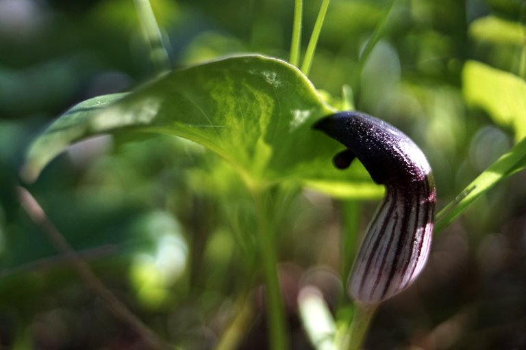 Arisarum simorrhinum zeiss bokeh 4.jpg