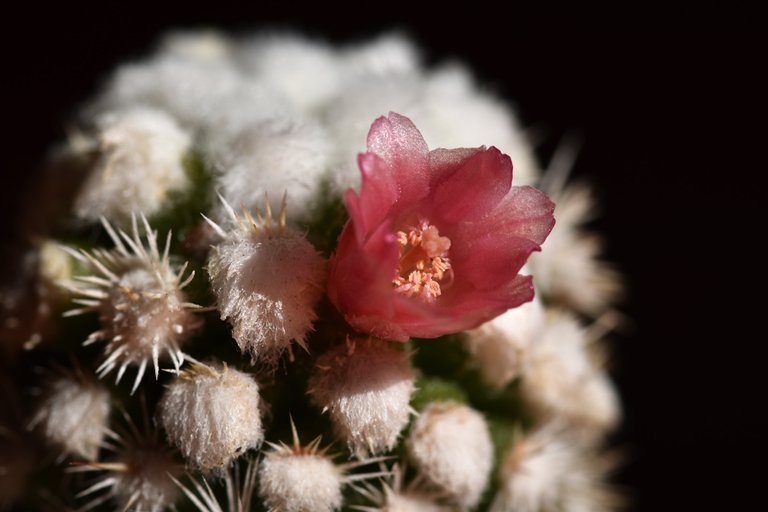 Mammillaria Gracilis Snowcap flower 7.jpg