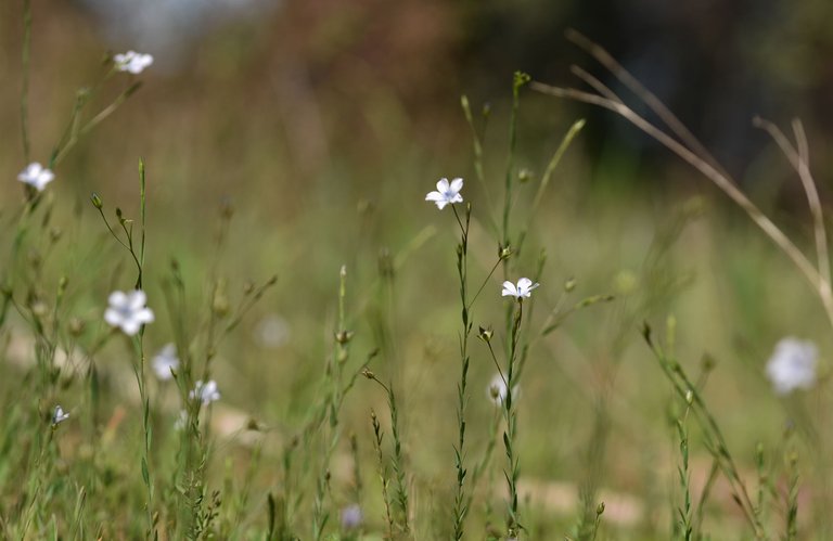 Flaxseed flowers lawn 2.jpg