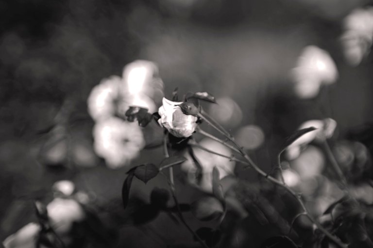 pink rose bw bokeh 4.jpg