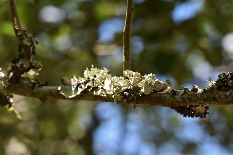 lichen twig 5.jpg