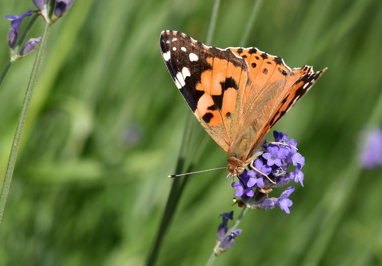 Painted Lady butterfly lavender 5.jpg