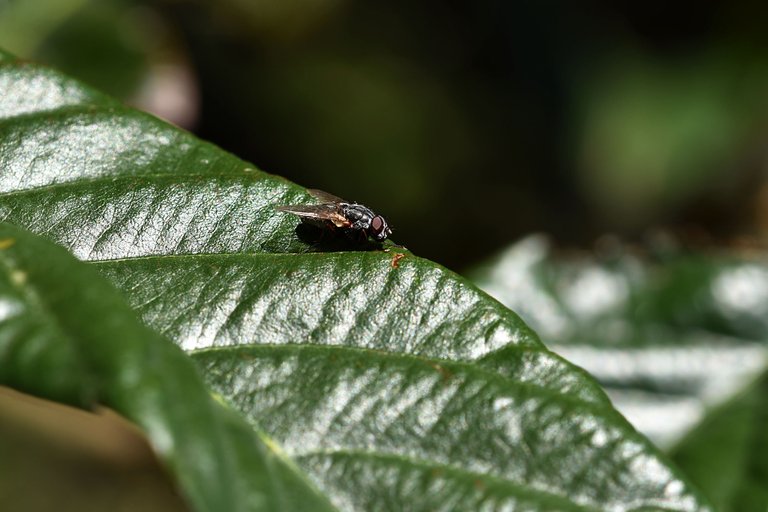 fly loquat leaf 1.jpg
