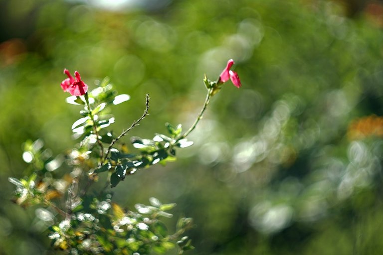 flowers park bokeh 1.jpg