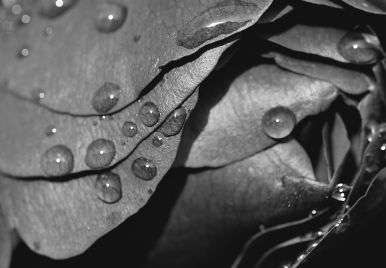 red rose drops macro bw 2.jpg