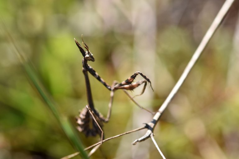 Praying mantis Empusa pennata 3.jpg