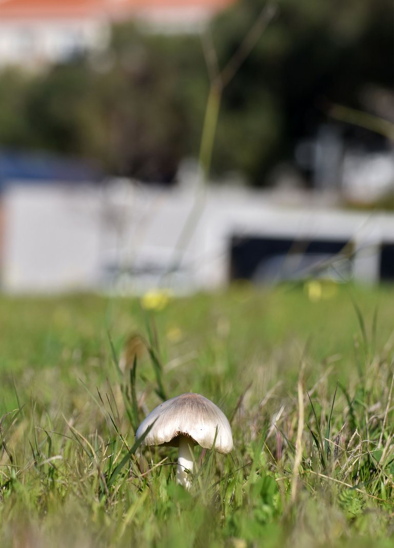 mushrooms wchool lawn white 3.jpg
