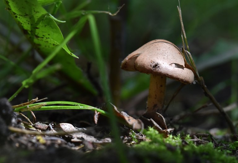 mushrooms garden lawn 4.jpg