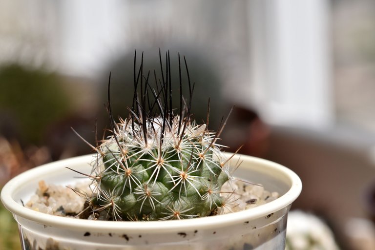 Turbinicarpus Viereckii 5.jpg