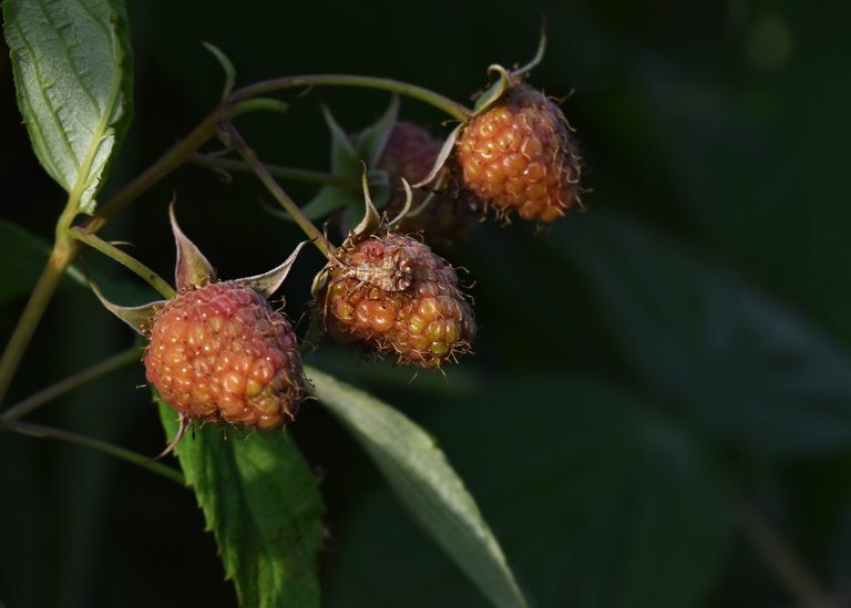 Coreus marginatus raspberry bug 13.jpg