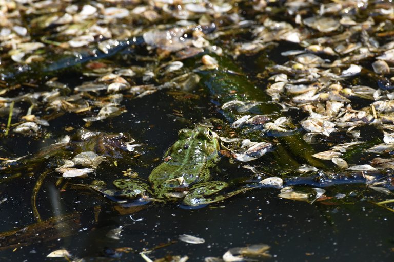 Frogs park pond 1.jpg