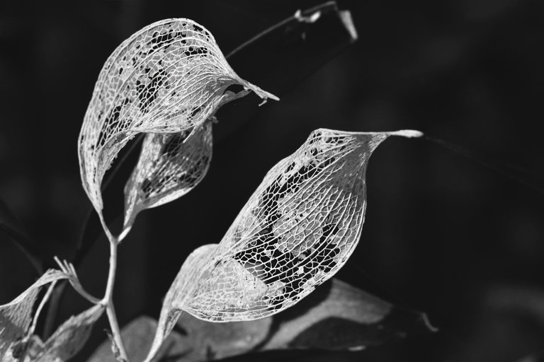 leaf lace drystuff bw 1.jpg