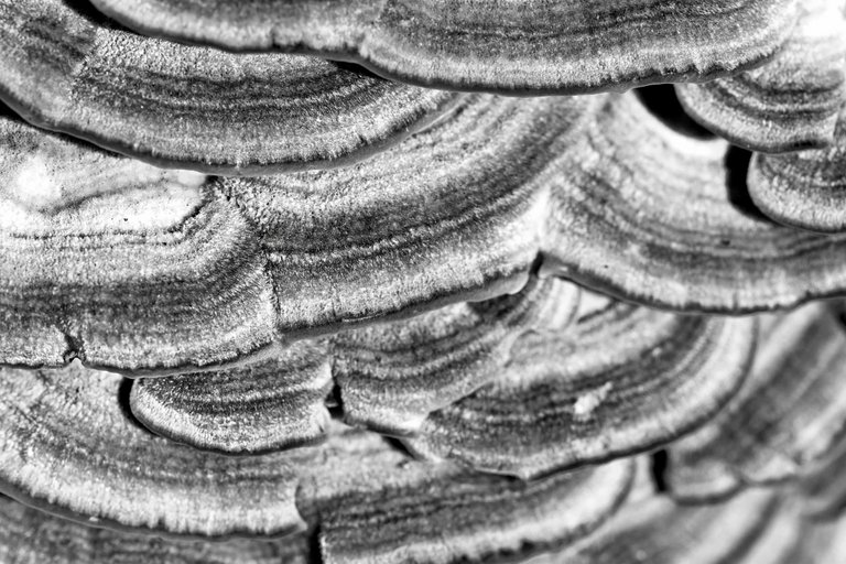 purple turkey tail mushrooms 5 bw.jpg