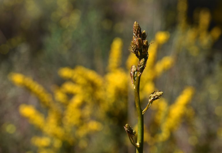 onionweed flower stalk ulex.jpg