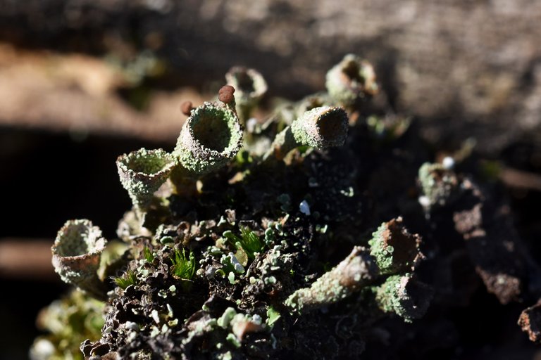 Cladonia pyxidata lichen cups  5.jpg