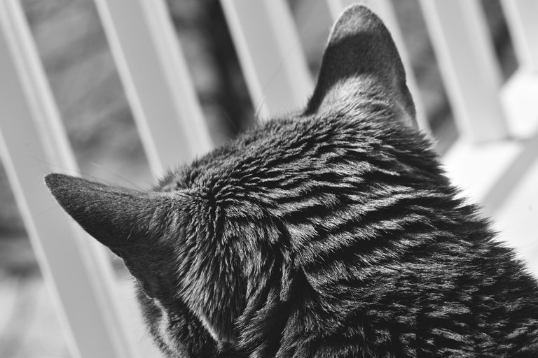 Suzi balcony view bw.jpg