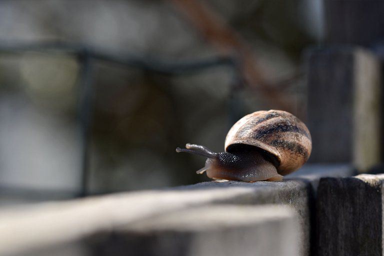 snail fence 8.jpg