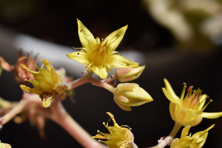 Sedum no ID flower 1.jpg