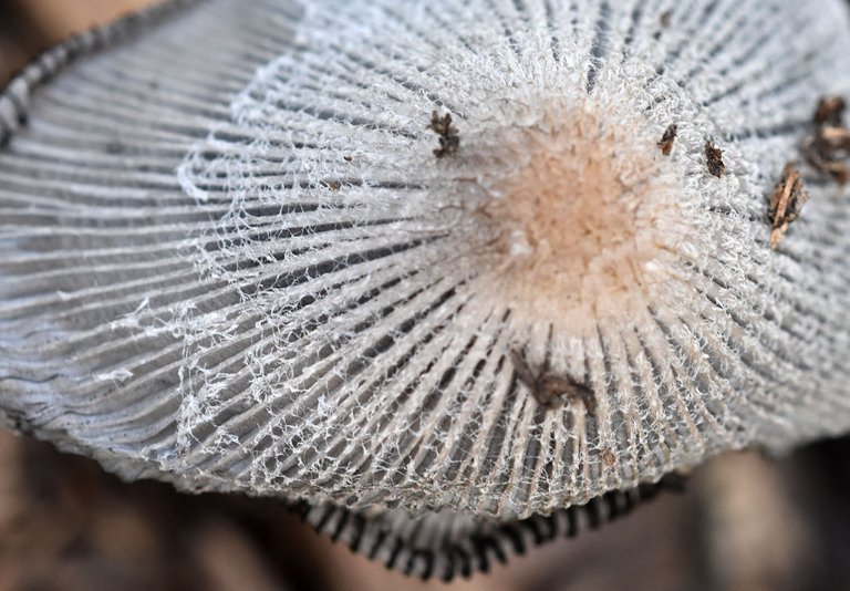 Coprinus lagopus ink cap park 7.jpg