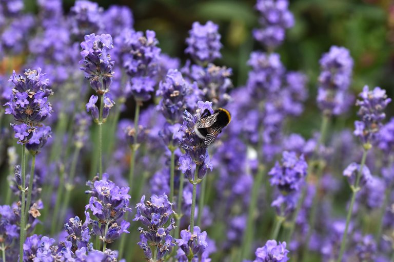 bumblebee lavender garden 1.jpg