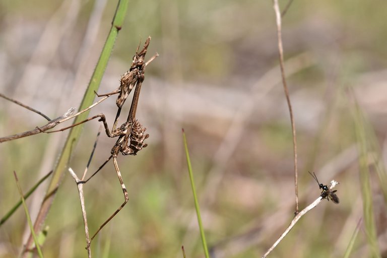 Praying mantis Empusa pennata 4.jpg