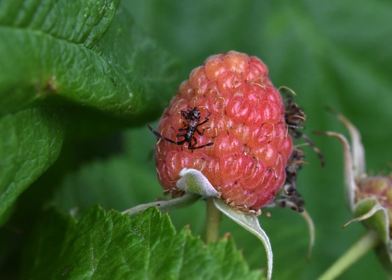 Coreus marginatus raspberry bug  2.jpg
