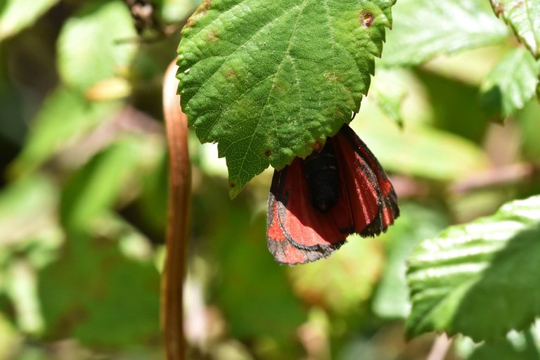Cinnabar moth 3.jpg