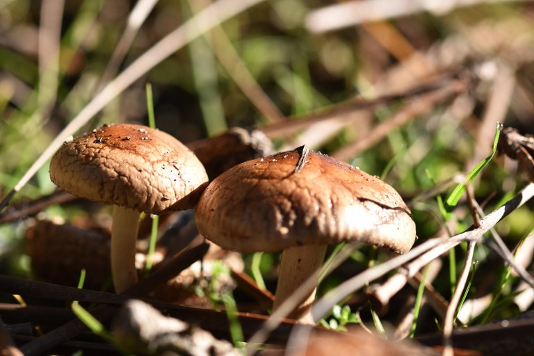 brown mushrooms sunny 3.jpg