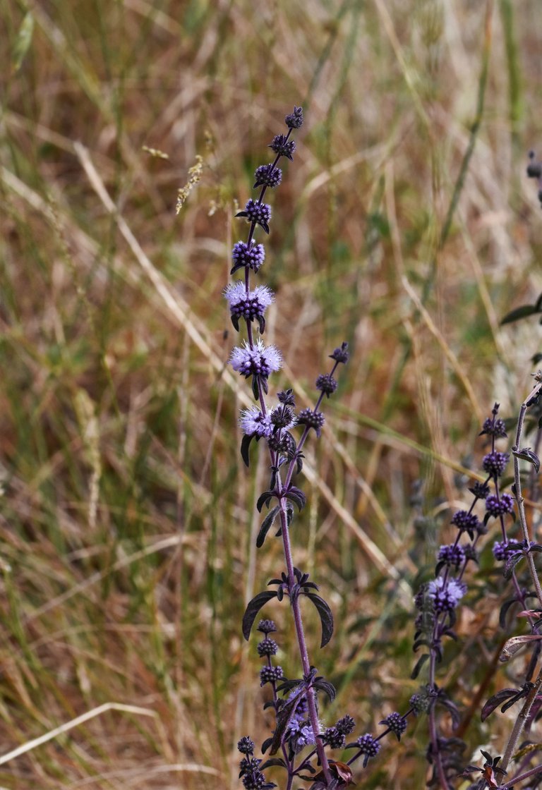 purple Mentha pulegium mint 3.jpg