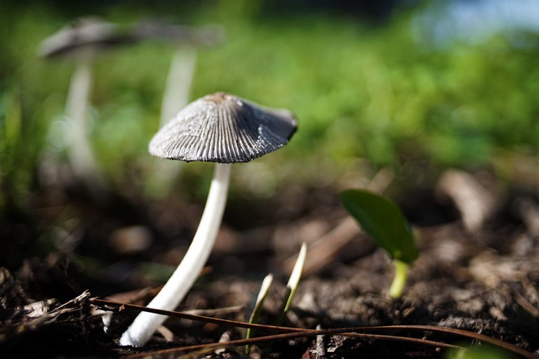 Coprinus lagopus ink caps zeiss 3.jpg